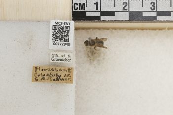 Media type: image;   Entomology 772943 Aspect: Labels